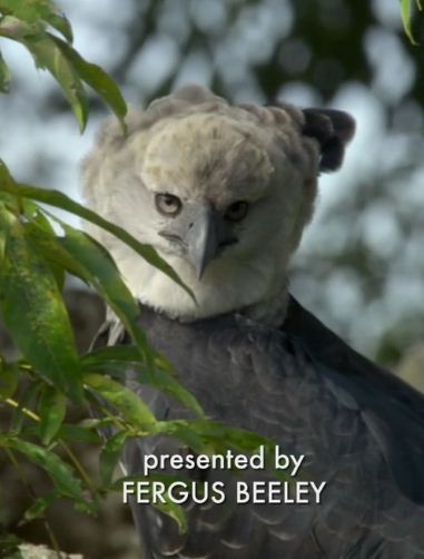 KH106 - Document - BBC Natural World 2010 The Monkey-Eating Eagle of the Orinoco (1.8G)